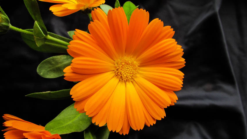 Calendula Single Flower